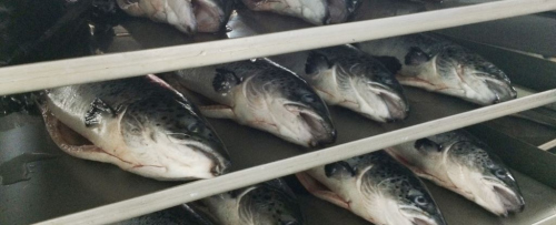 Snowland Salmon pic10