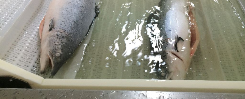 Snowland Salmon pic11