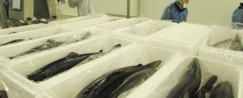 Snowland Salmon pic13