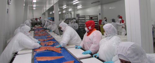 Snowland-Salmon-pic2