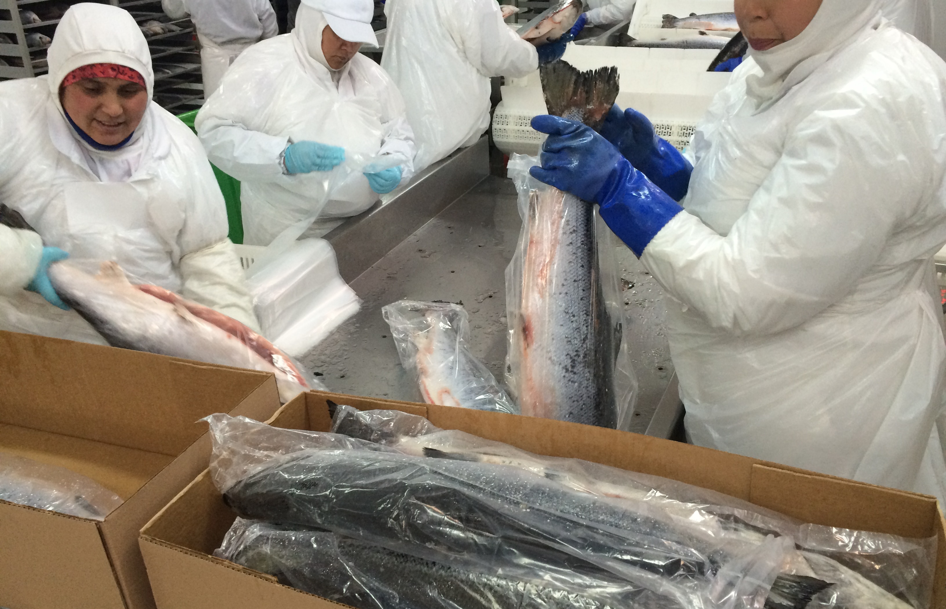 Salmon Processing43434