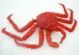 Chilean King Crab (Antarctic)