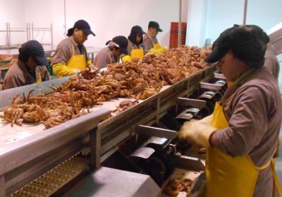 Salmon Processing