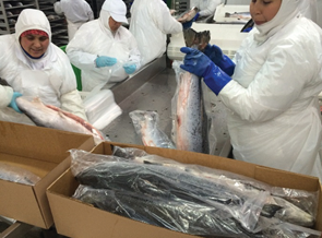 Salmon Processing43434